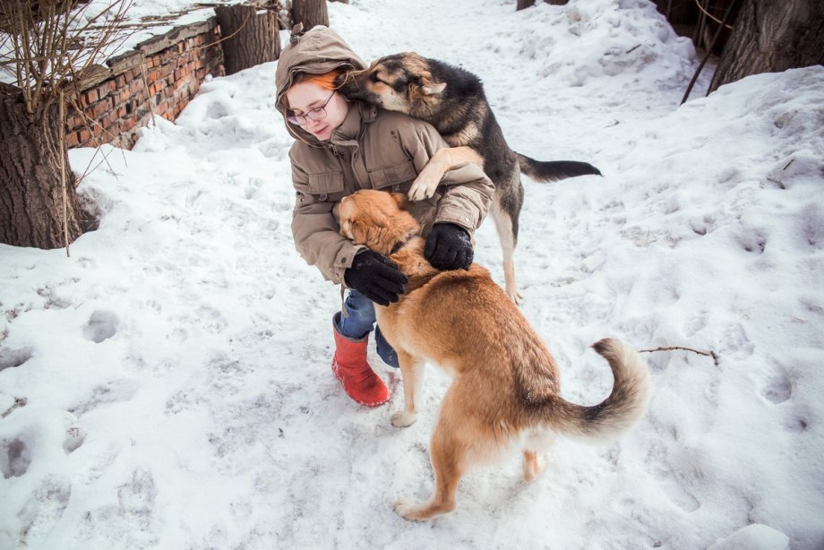 Стаи собак нападают на людей
