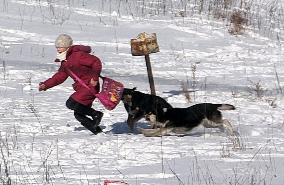 Бродячие собаки