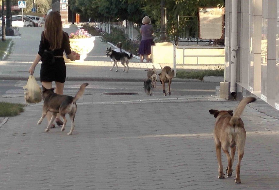 Нападение стаи собак на человека