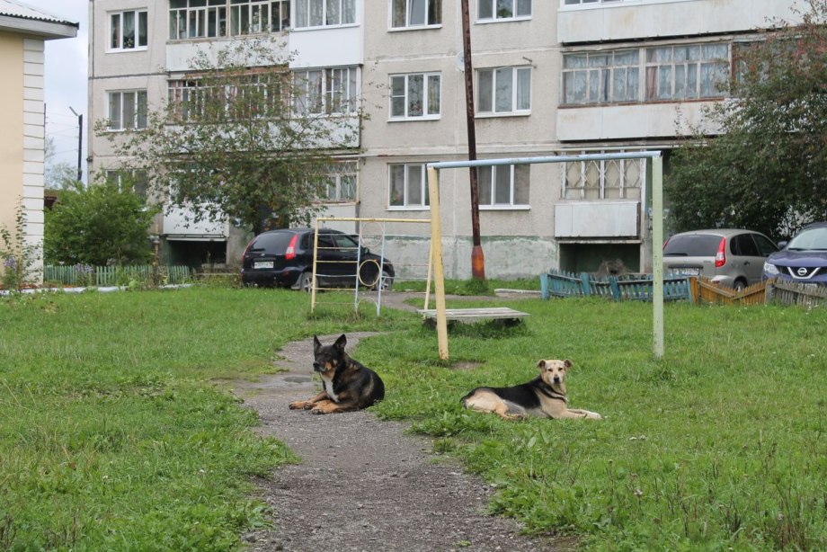 Собака во дворе
