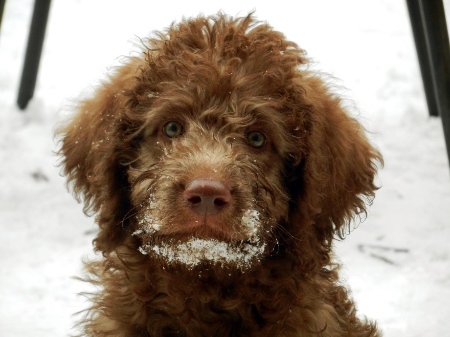 Labradoodle Breeder