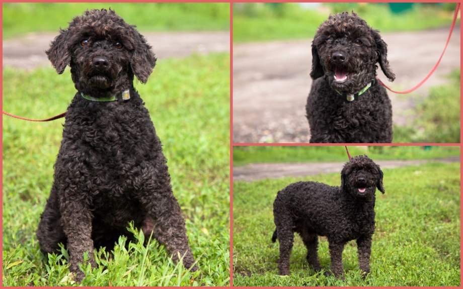 Brown Standard Poodle handling