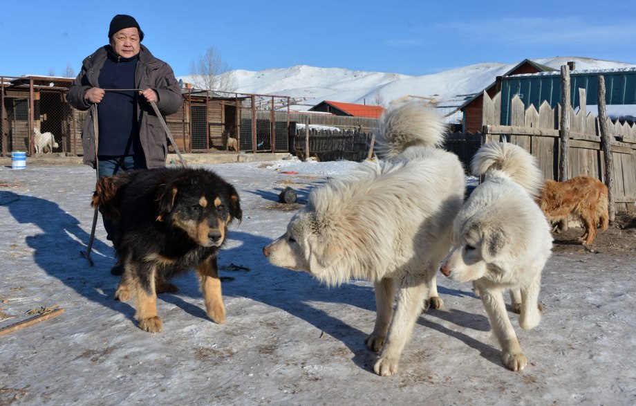 Банхар Купить В Улан Удэ Авито