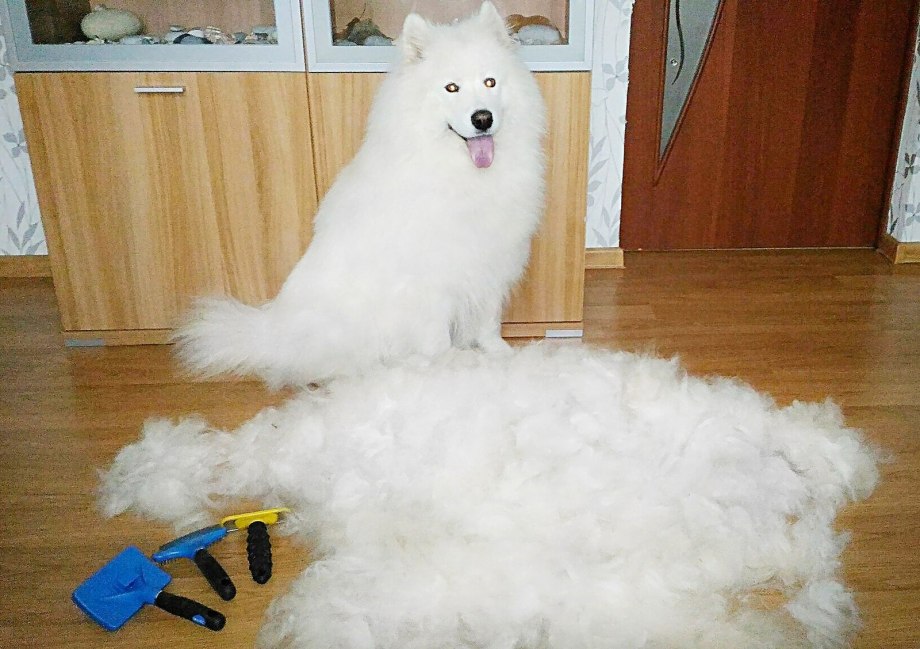 Стрижка колтунов у кошек