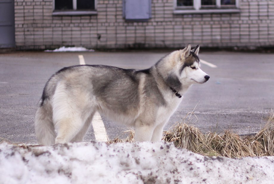 Щенки хаски