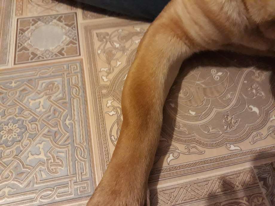 Маленькие шишечки на лапе у кота