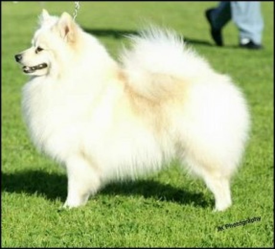 Canis familiaris palustris Ruthimeyer» и более позднего свайного шпица.