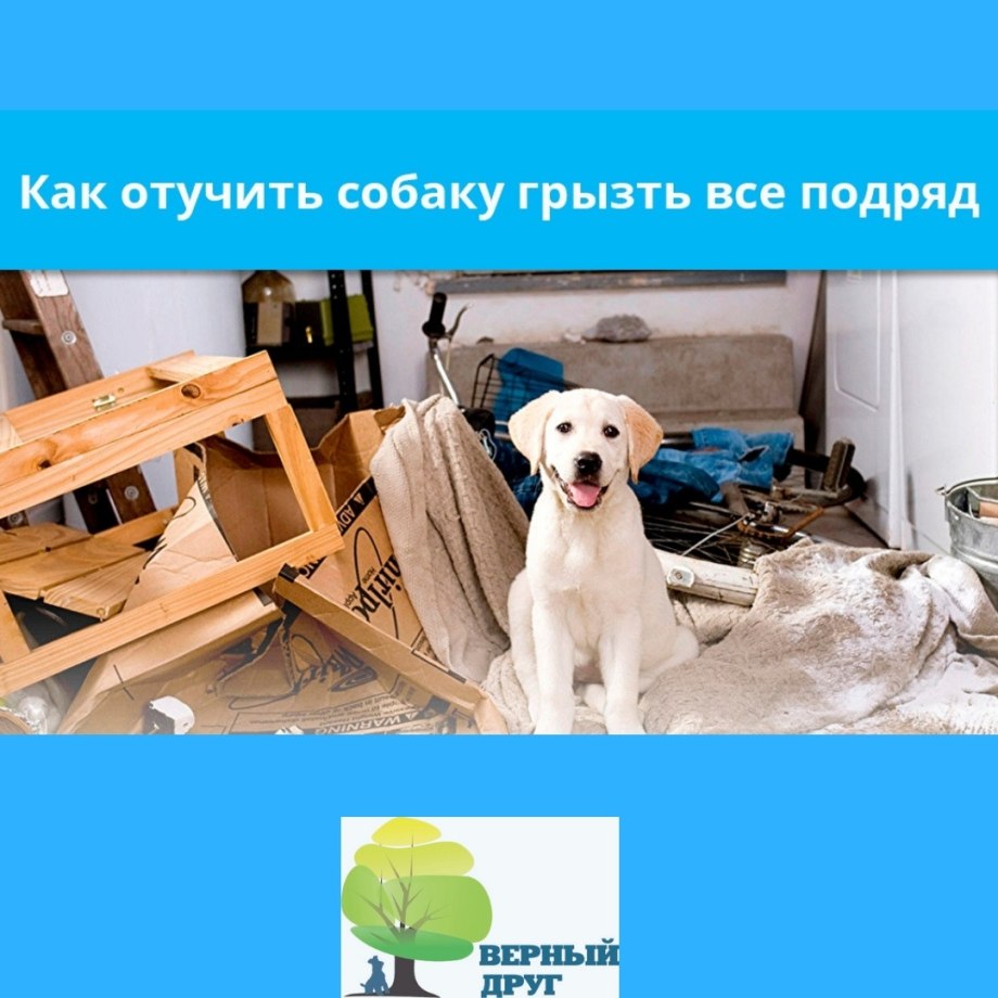 Как отучить соб грысть всё подряд