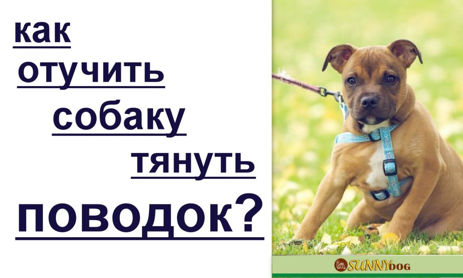 Как отучить собаку