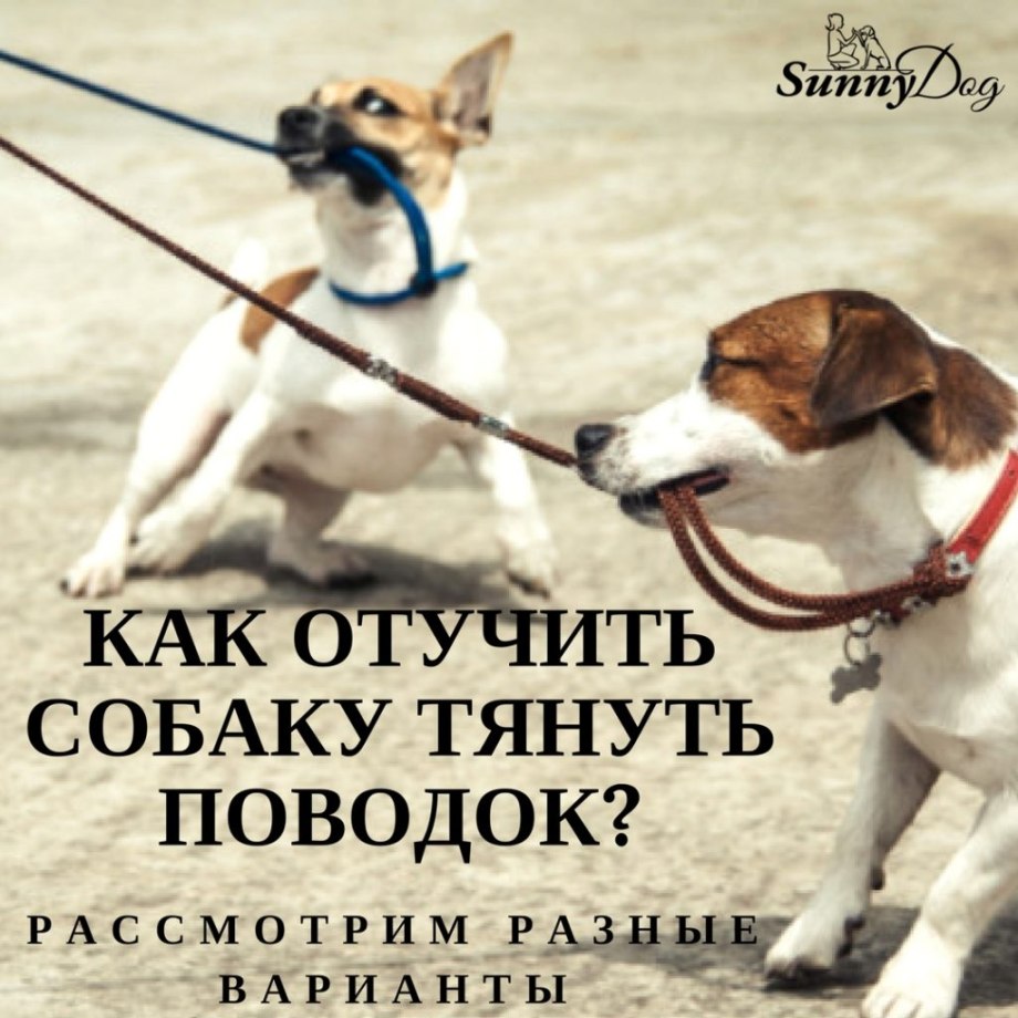 Как отучить собаку тянуть
