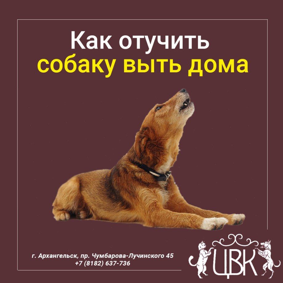 Как отучить собаку
