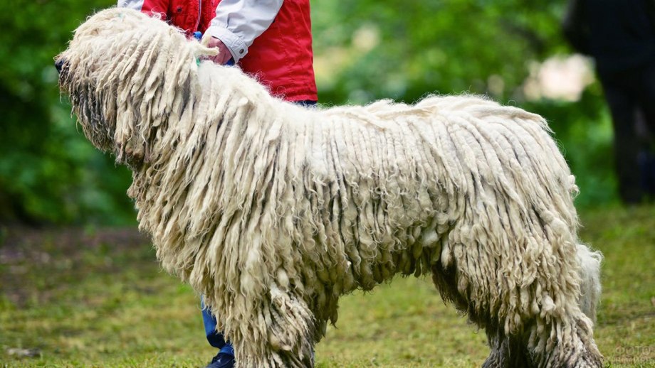 Венгерская овчарка Командор