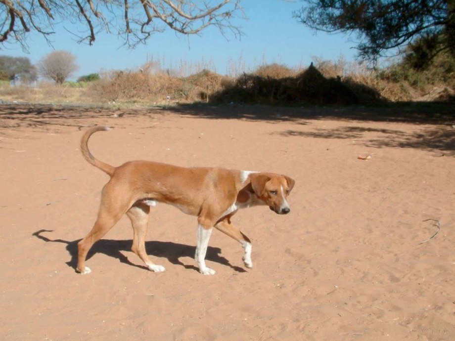 Pariah Dog