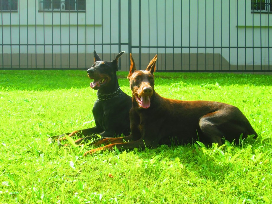 Irinland dobermann