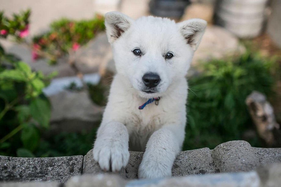 Корейский Чиндо