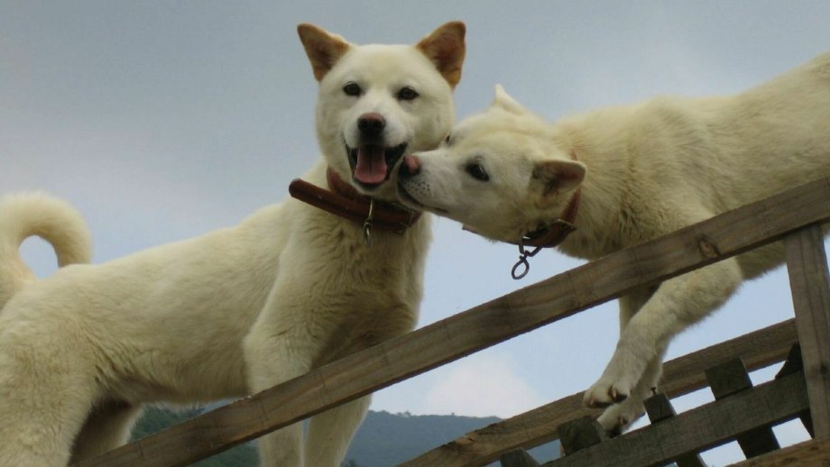 Корейский Чиндо щенок