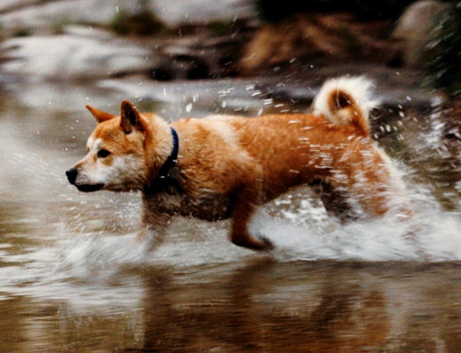 Hatsun Jindo