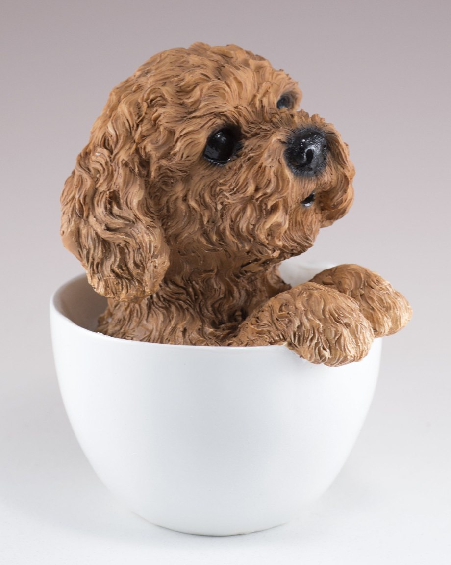 Teacup Teddy пудель