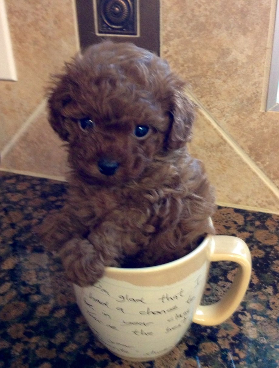 Той пудель Teacup