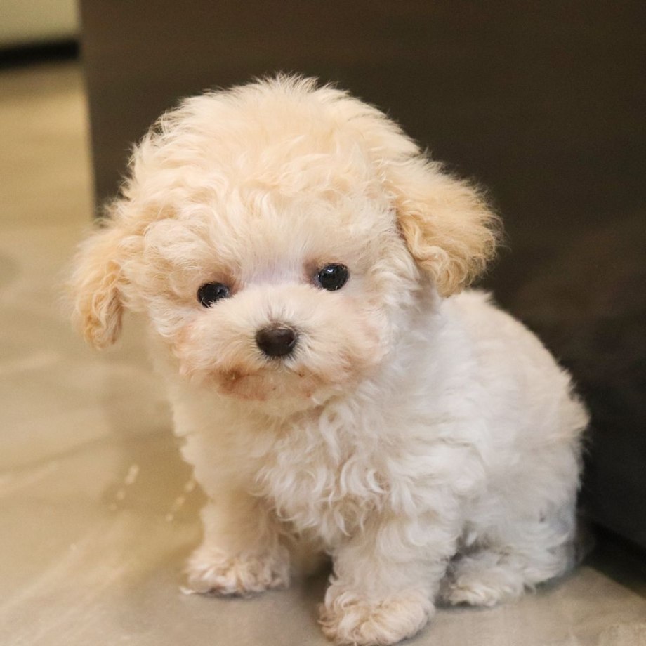 Teacup Poodle порода