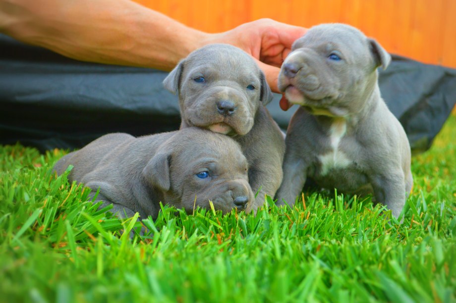 American Pitbull Puppy