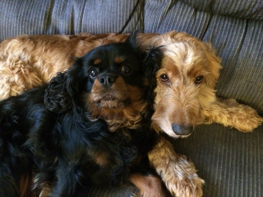 Cocker Spaniel Chihuahua Mix