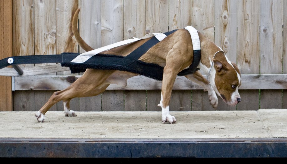 Sniffer Dog