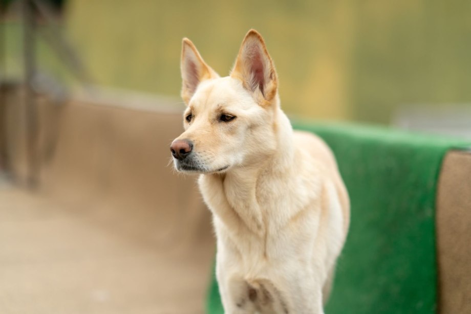 Jindo, 2002