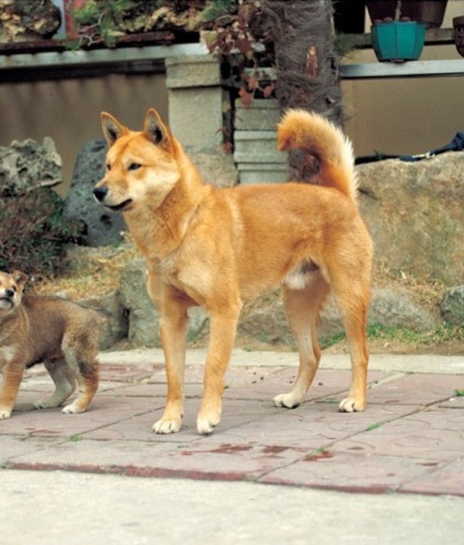 Породы собак 2022 Чиндо