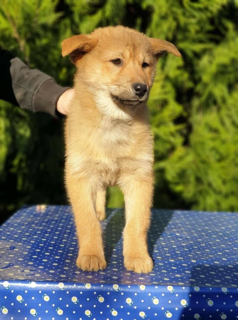 Корейский Чиндо щенок