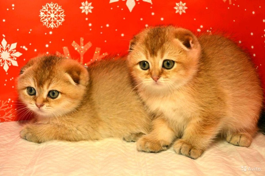 Скоттиш фолд золотой котята