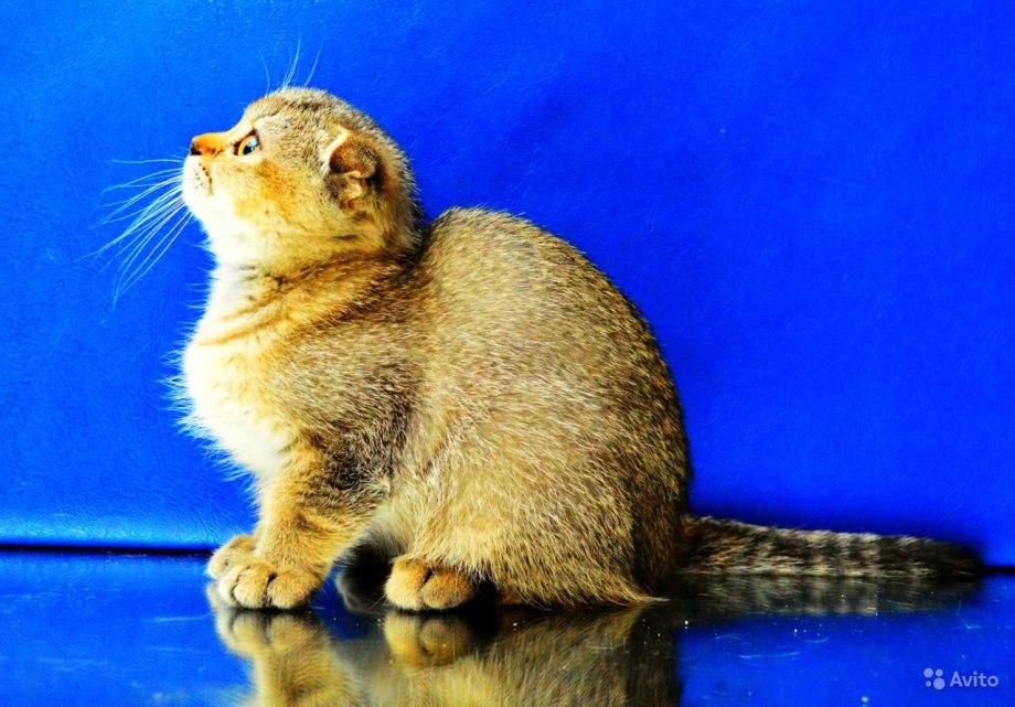 Шотландский вислоухий рыжий кот фото