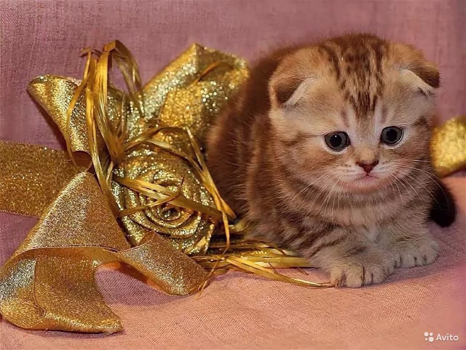 Котенок шиншилла Британская Золотая вислоухая