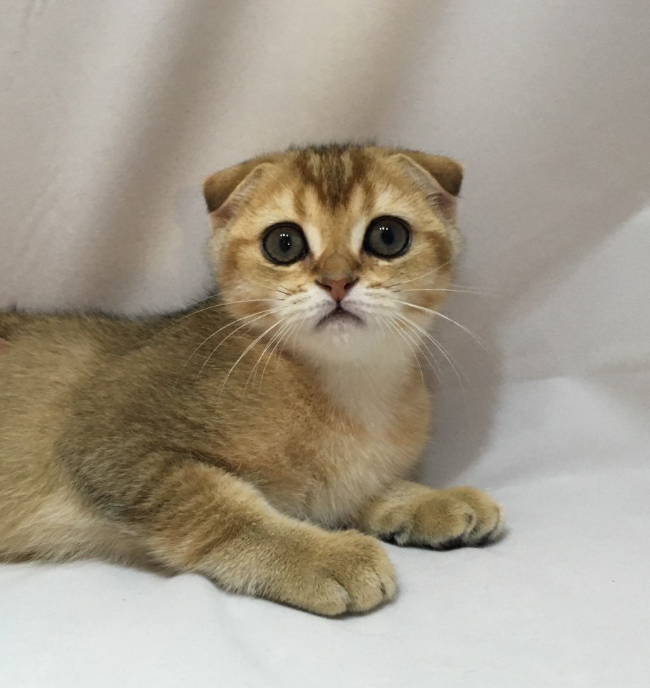Скоттиш фолд золотой тикированный