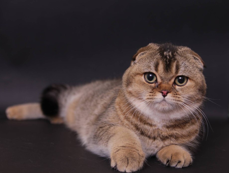 Шотландский вислоухий котенок Золотая шиншилла