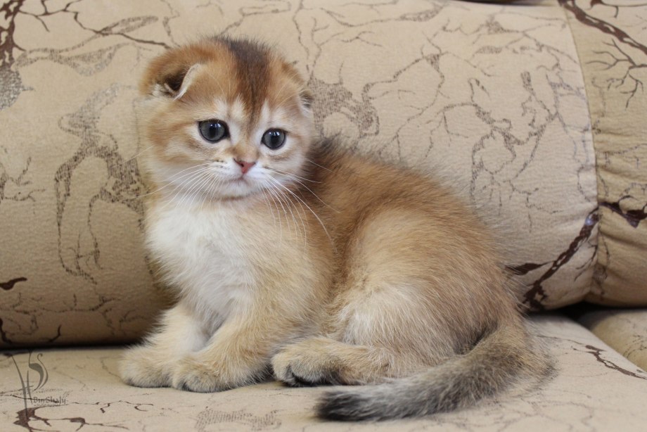 Шотландская вислоухая кошка мраморная Золотая