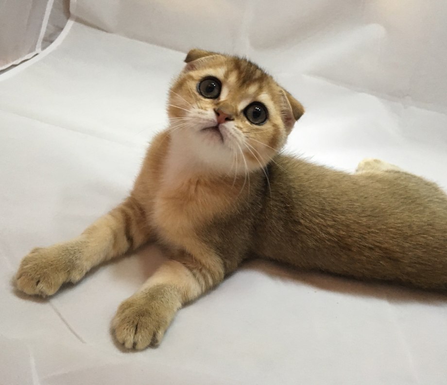 Скоттиш фолд шоколадный золотой
