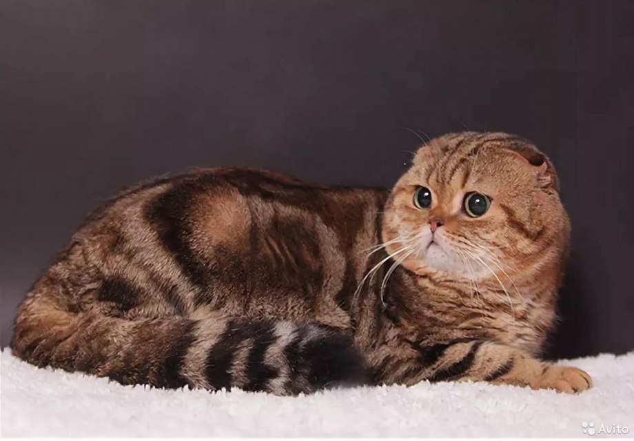 Скоттиш страйт Золотая шиншилла