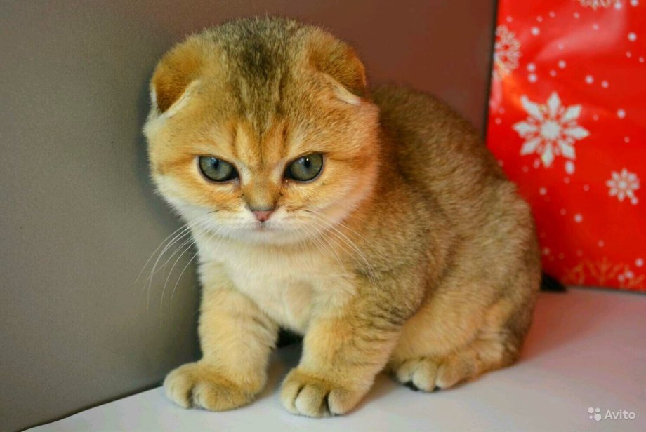 Шотландская вислоухая кошка рыжая фото