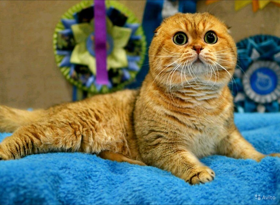 Шотландский золотой тикированный
