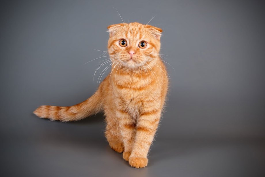 Котёнок шиншилла вислоухая рыжая