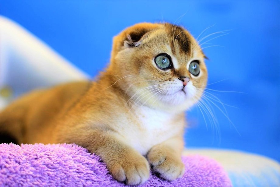 Шотландская вислоухая кошка рыжая