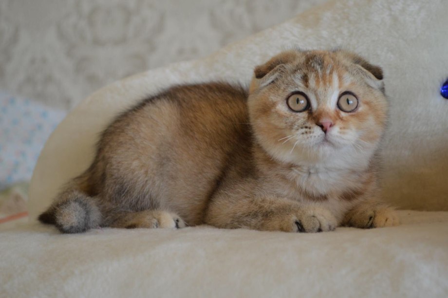 Авито котята Шотландские вислоухие золотые