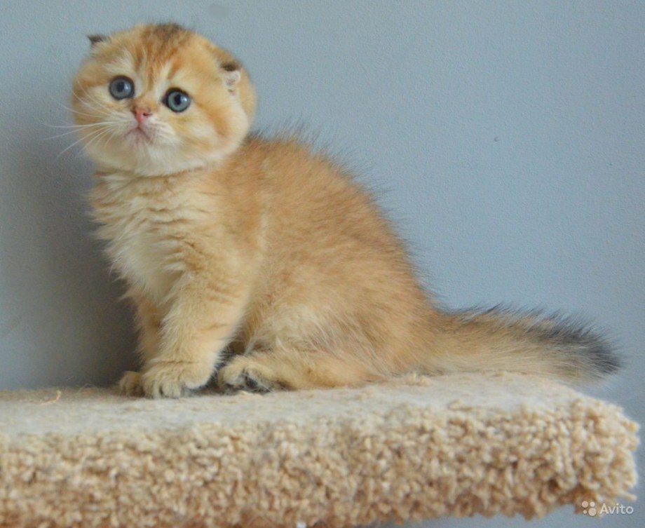 Скоттиш фолд шиншилла
