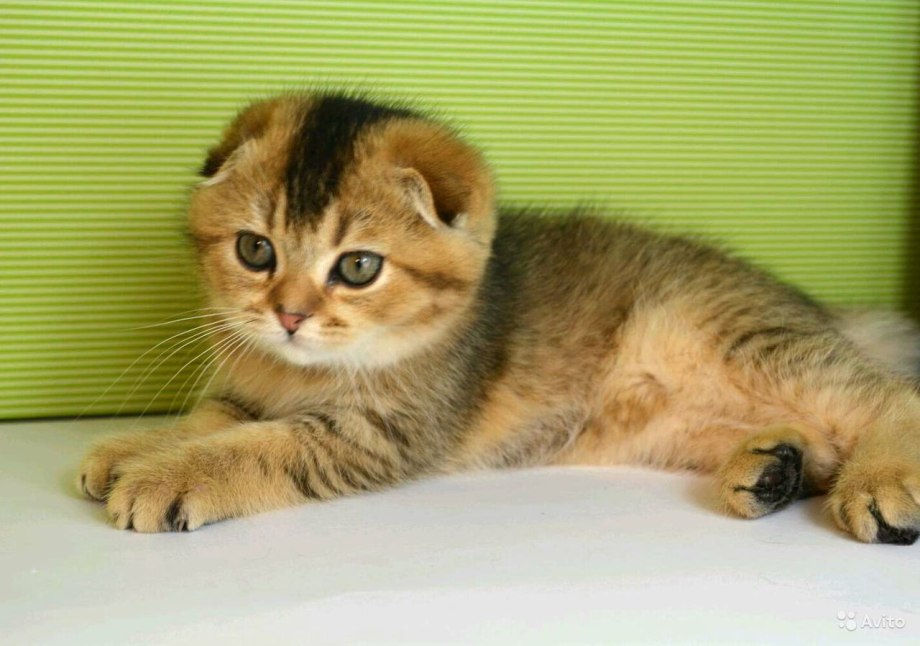 Скоттиш фолд Золотая шиншилла