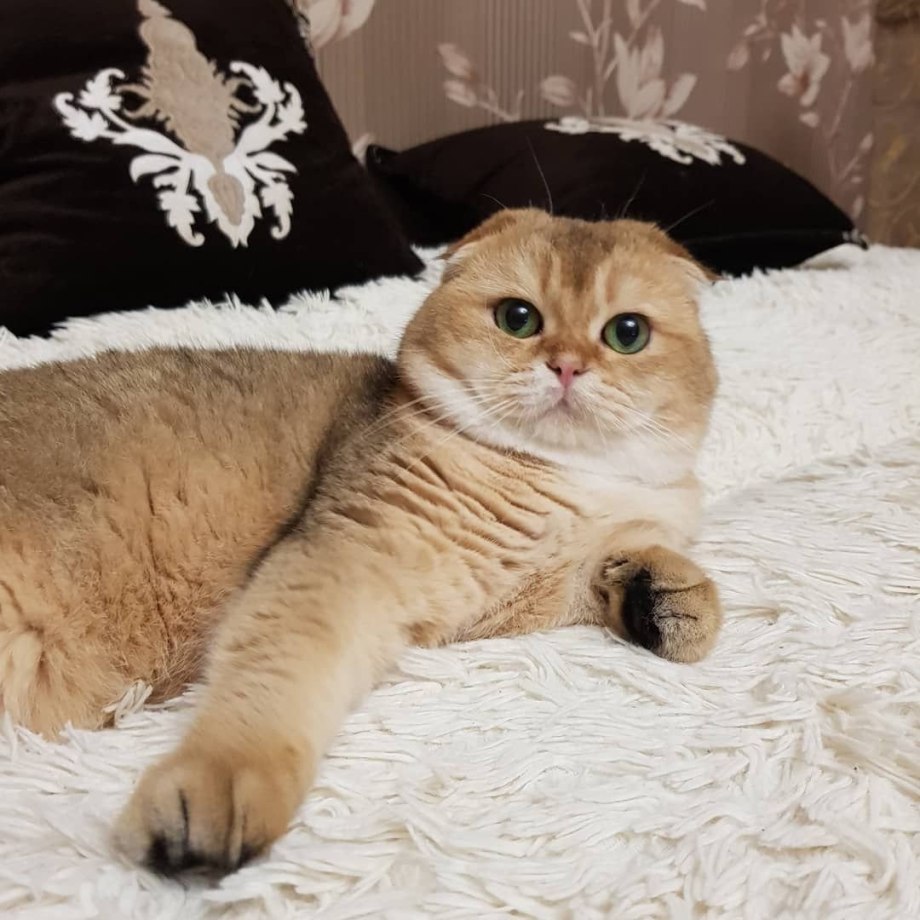 Золотистый ретривер и кот