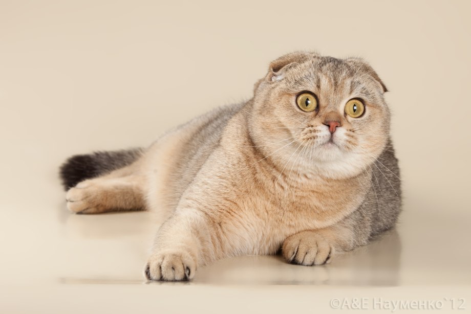 Скоттиш фолд Золотая шиншилла