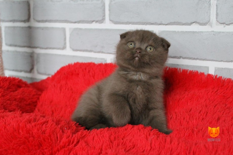 Скоттиш фолд Золотая шиншилла