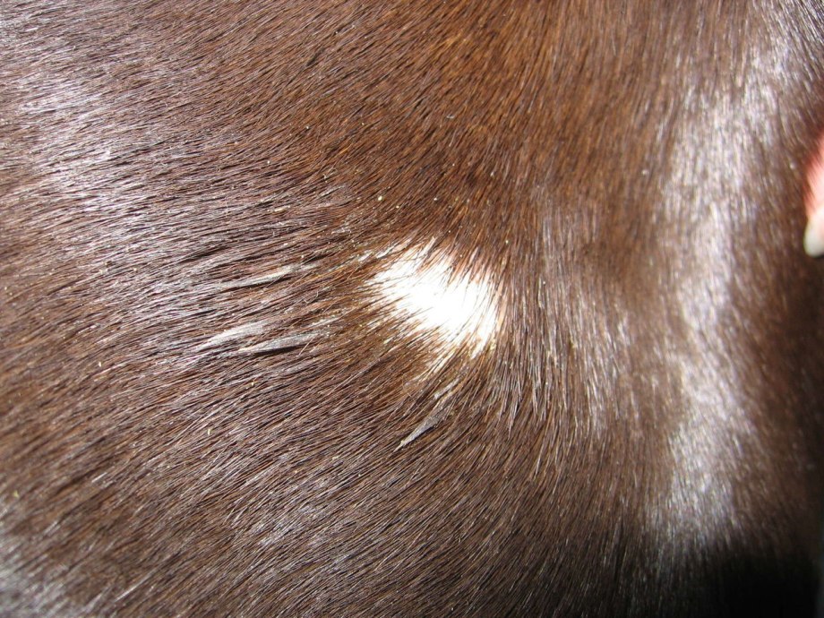 Dog Ears