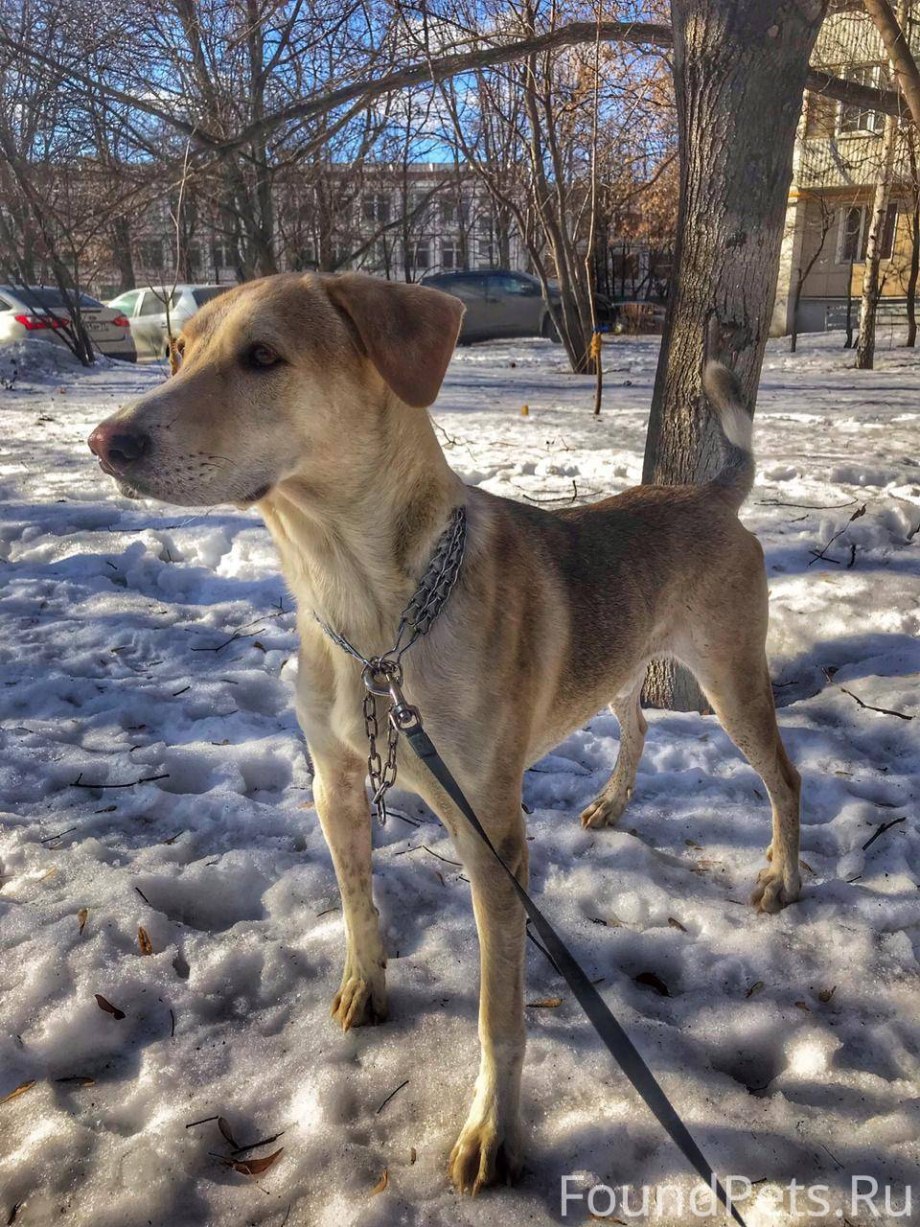 Метис гончей